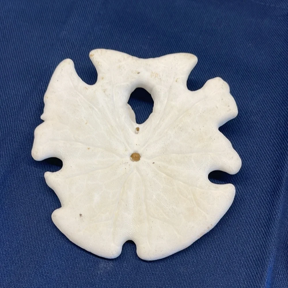 Shells Mexican arrow head beach sand dollars